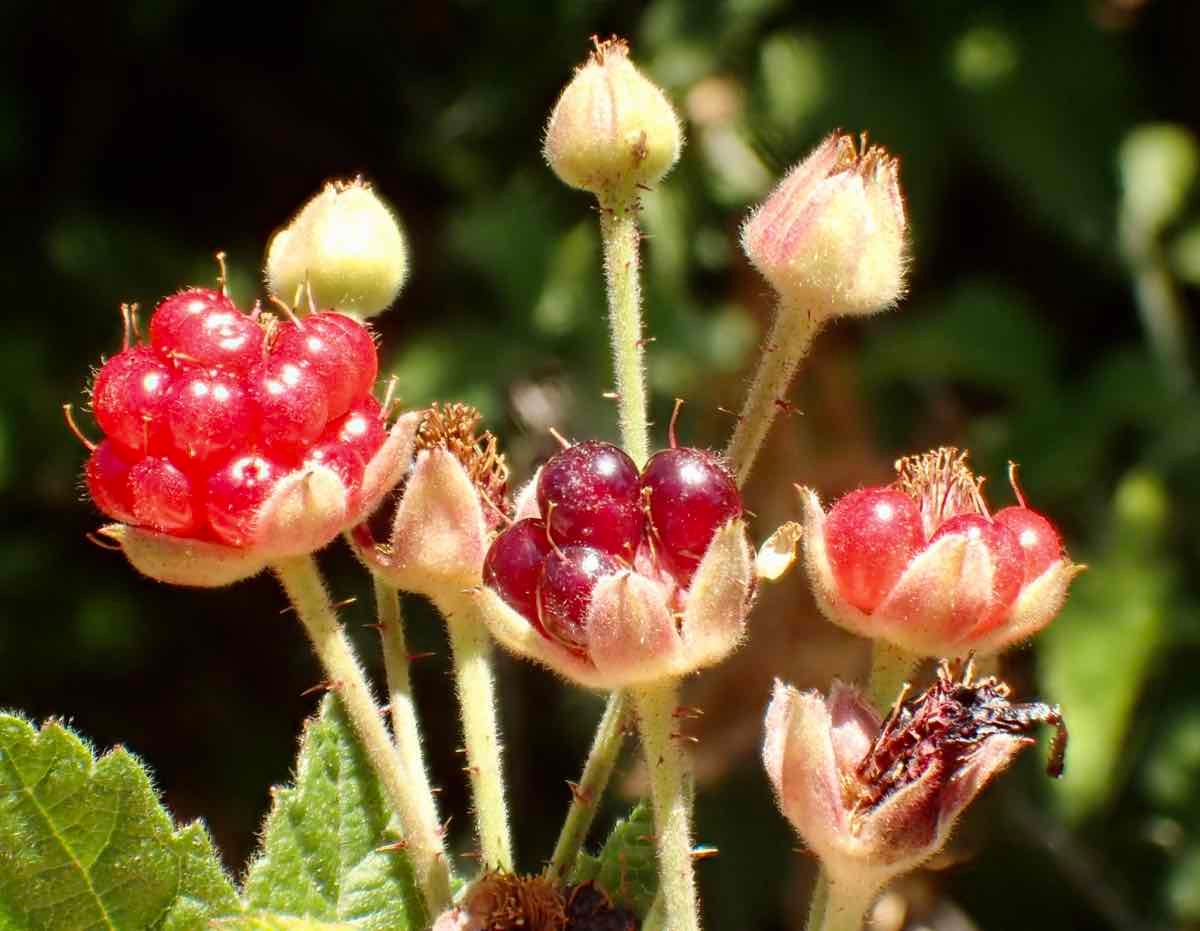 Rubus ursinus