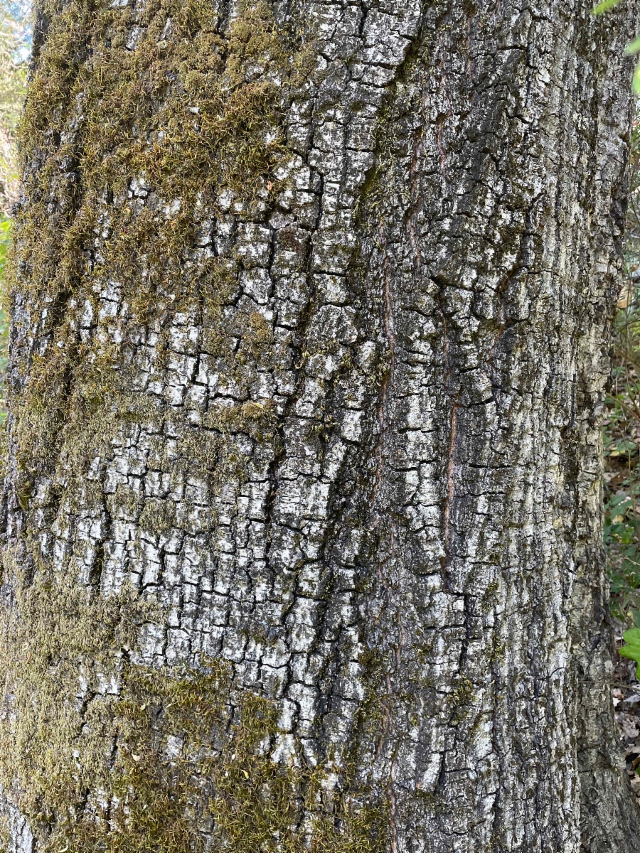 Quercus Xganderi