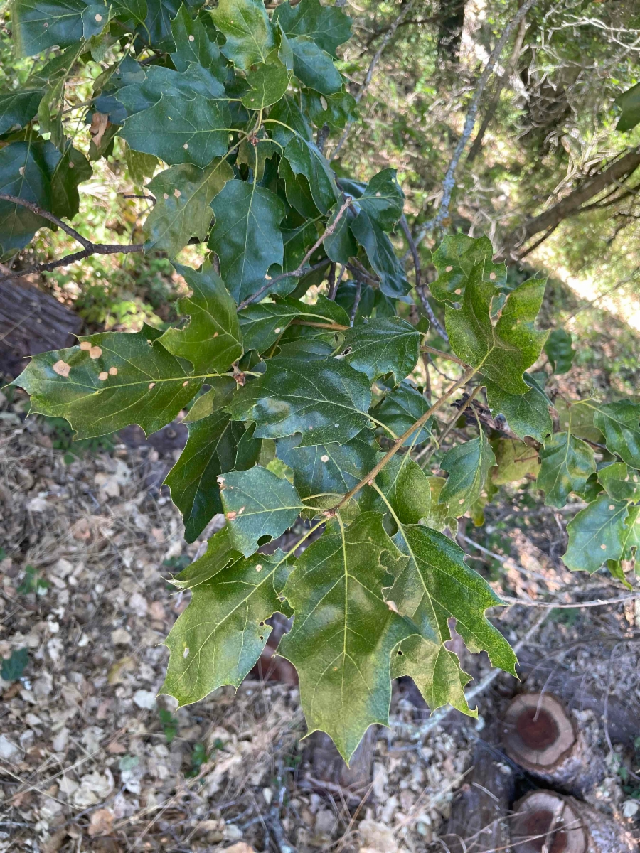 Quercus Xganderi
