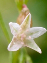 Polygonum douglasii ssp. douglasii