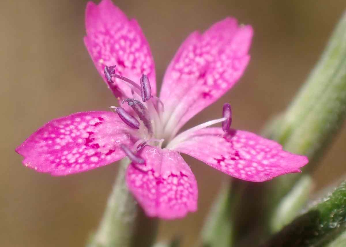 Dianthus armeria ssp. armeria