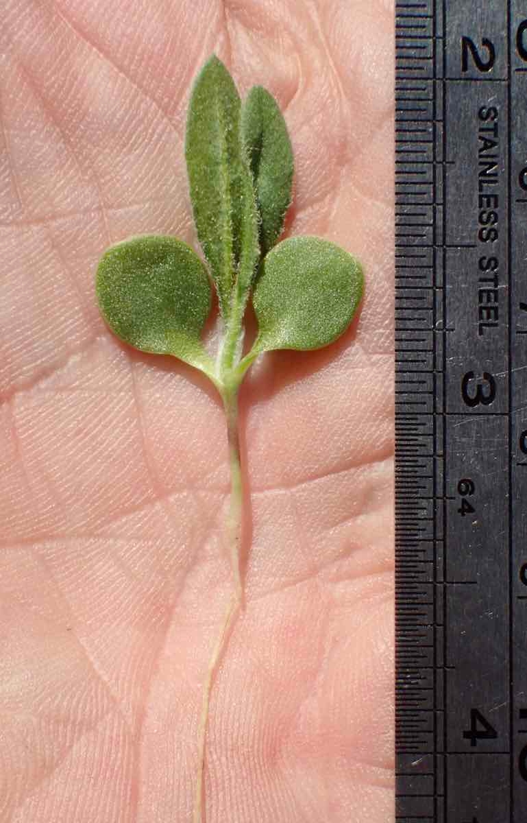 Osteospermum calendulaceum