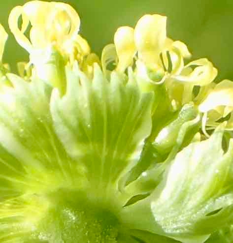 Lomatium caruifolium var. denticulatum