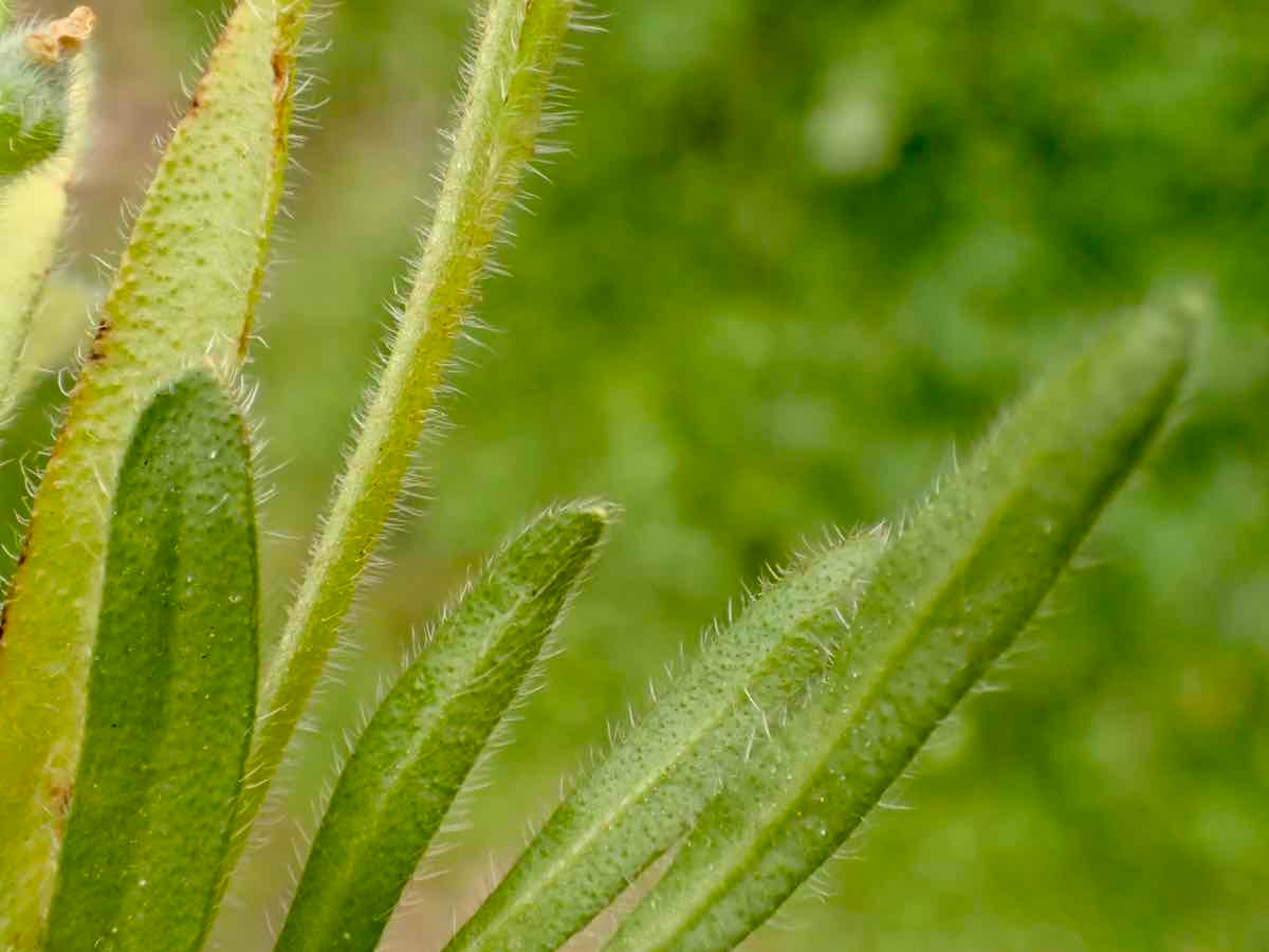Plagiobothrys collinus var. fulvescens