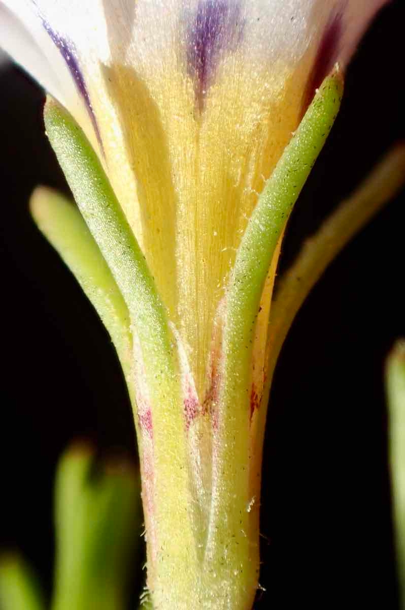 Linanthus dianthiflorus
