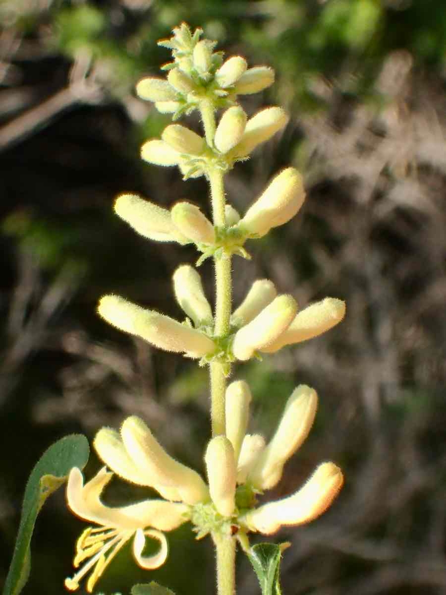 Lonicera subspicata var. denudata