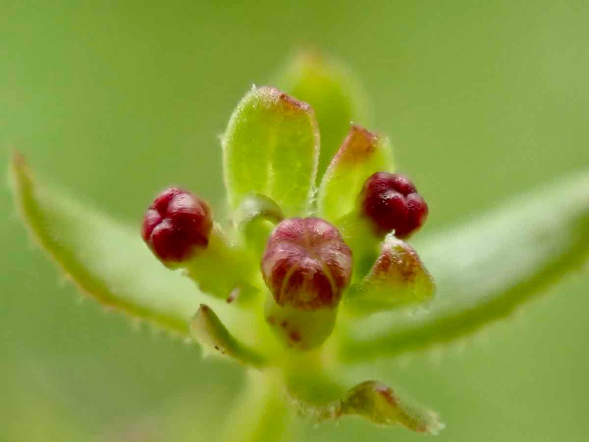 Galium nuttallii ssp. nuttallii