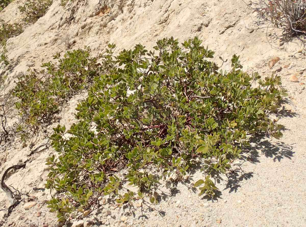 Arctostaphylos glandulosa ssp. glandulosa