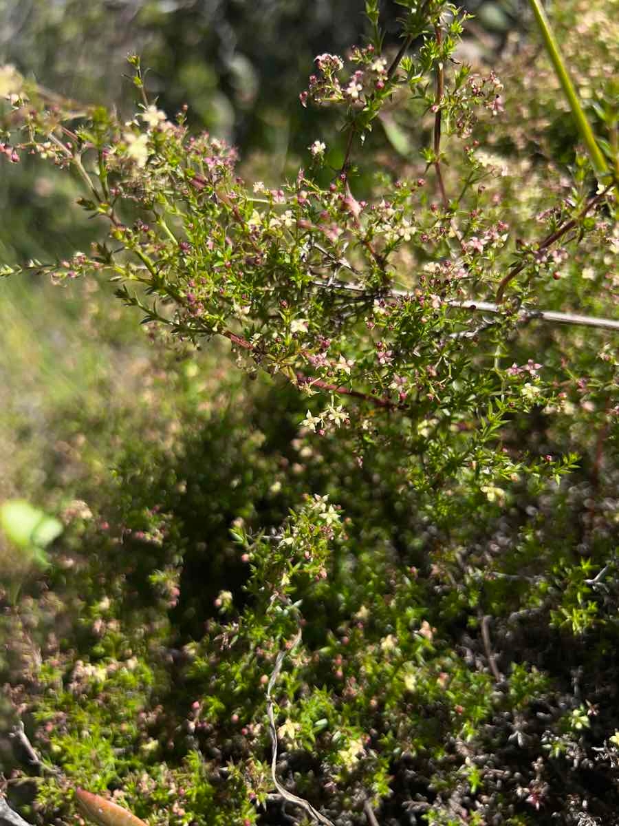 Galium nuttallii ssp. insulare