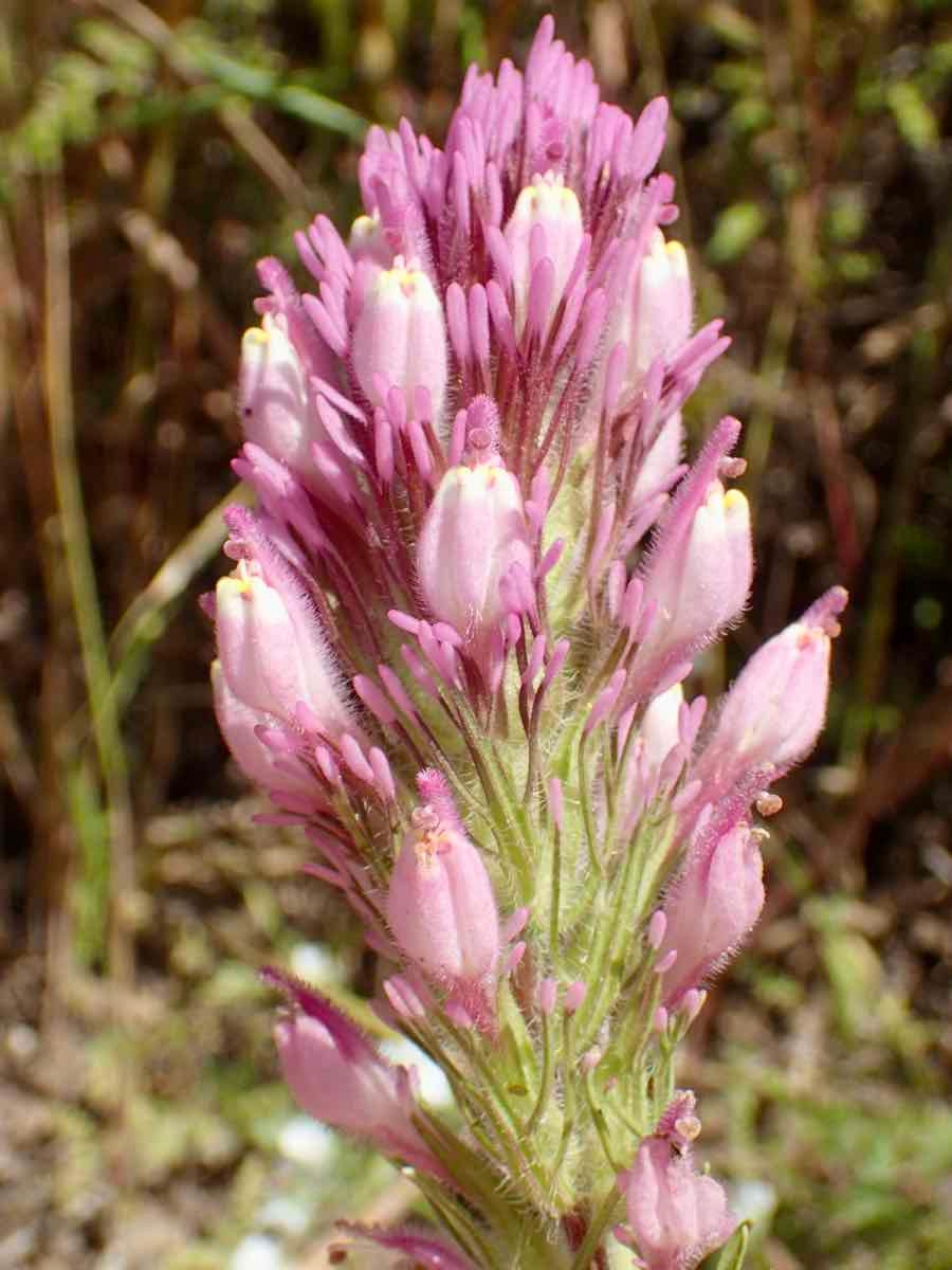 Castilleja exserta ssp. exserta