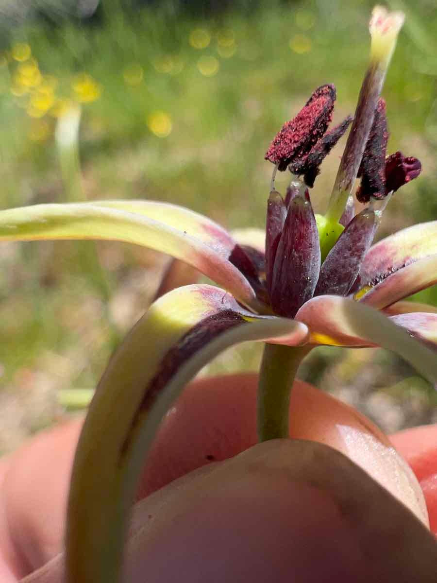 Fritillaria brandegeei
