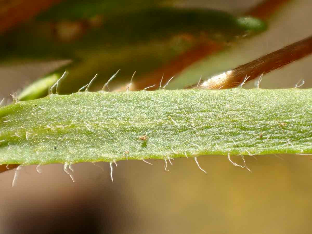 Lasthenia gracilis