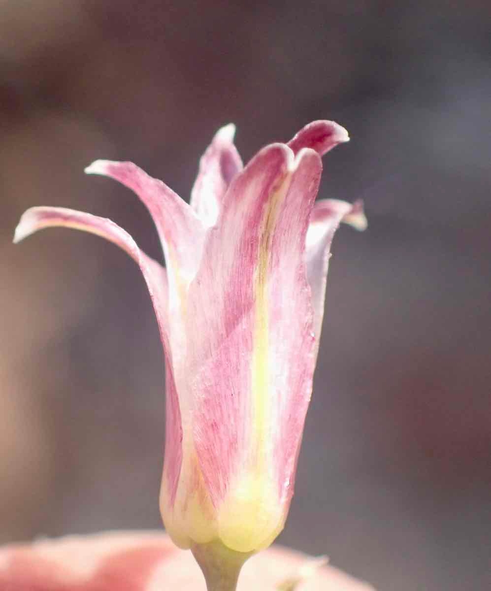 Allium fimbriatum var. mohavense