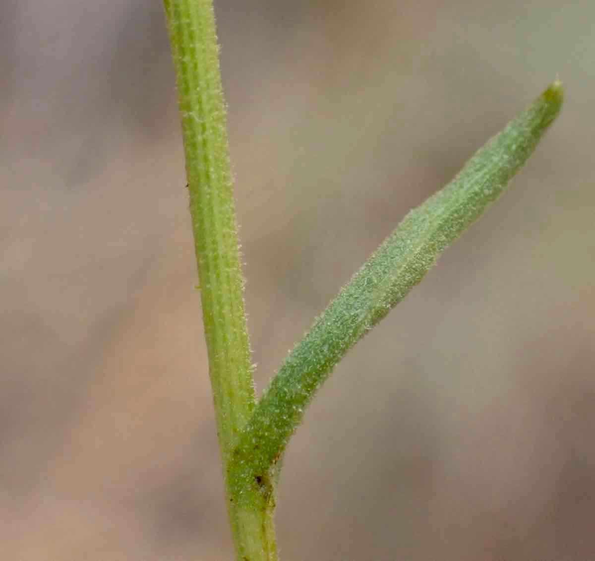 Corethrogyne filaginifolia var. filaginifolia
