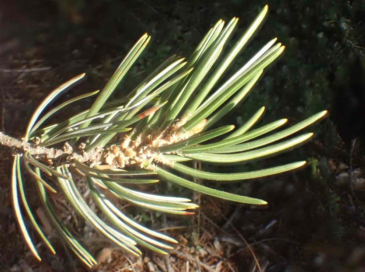 Pinus quadrifolia