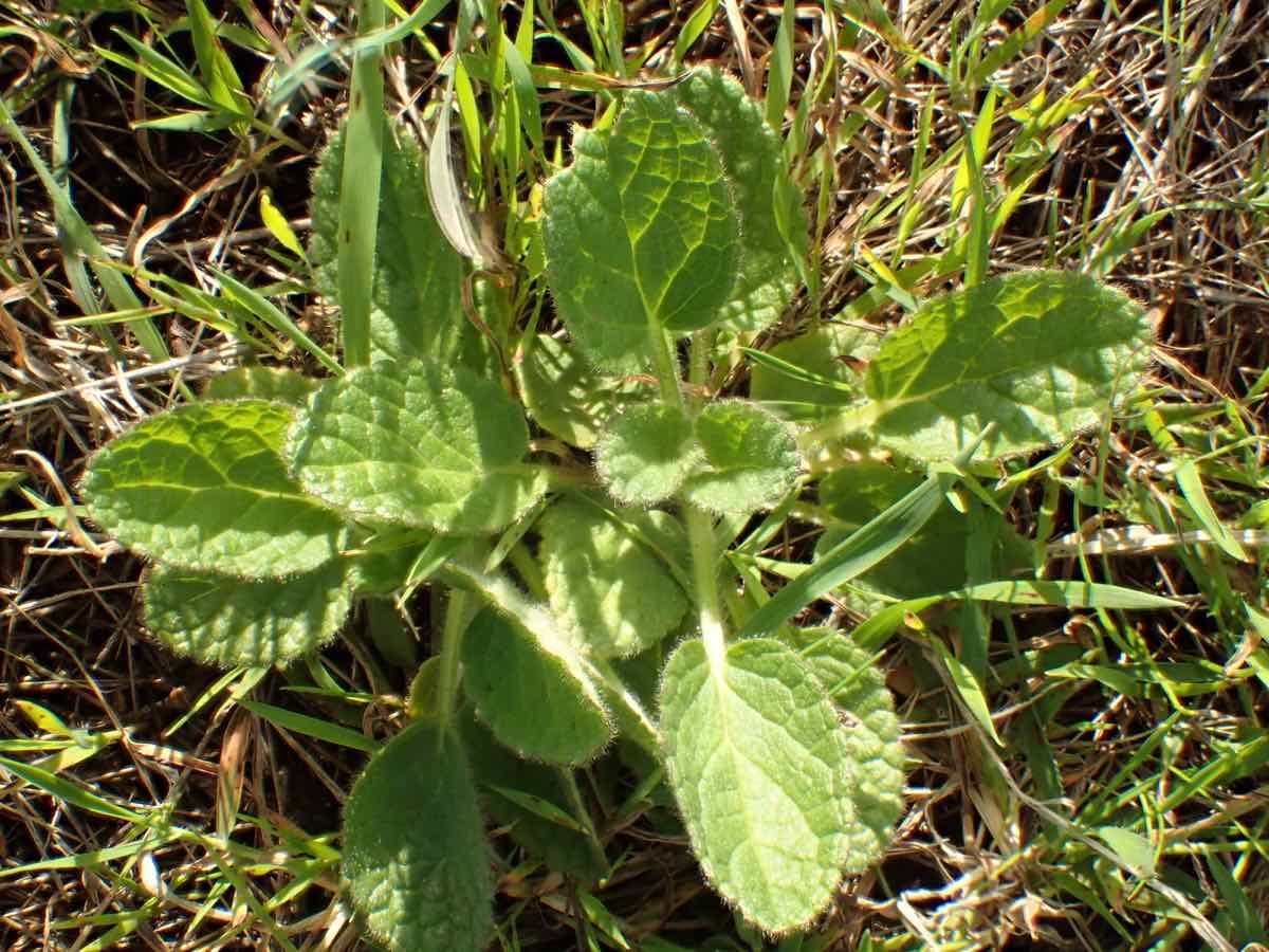 Stachys rigida var. quercetorum