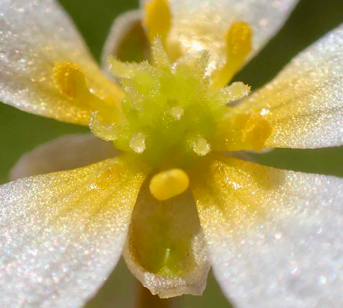 Ranunculus aquatilis var. diffusus
