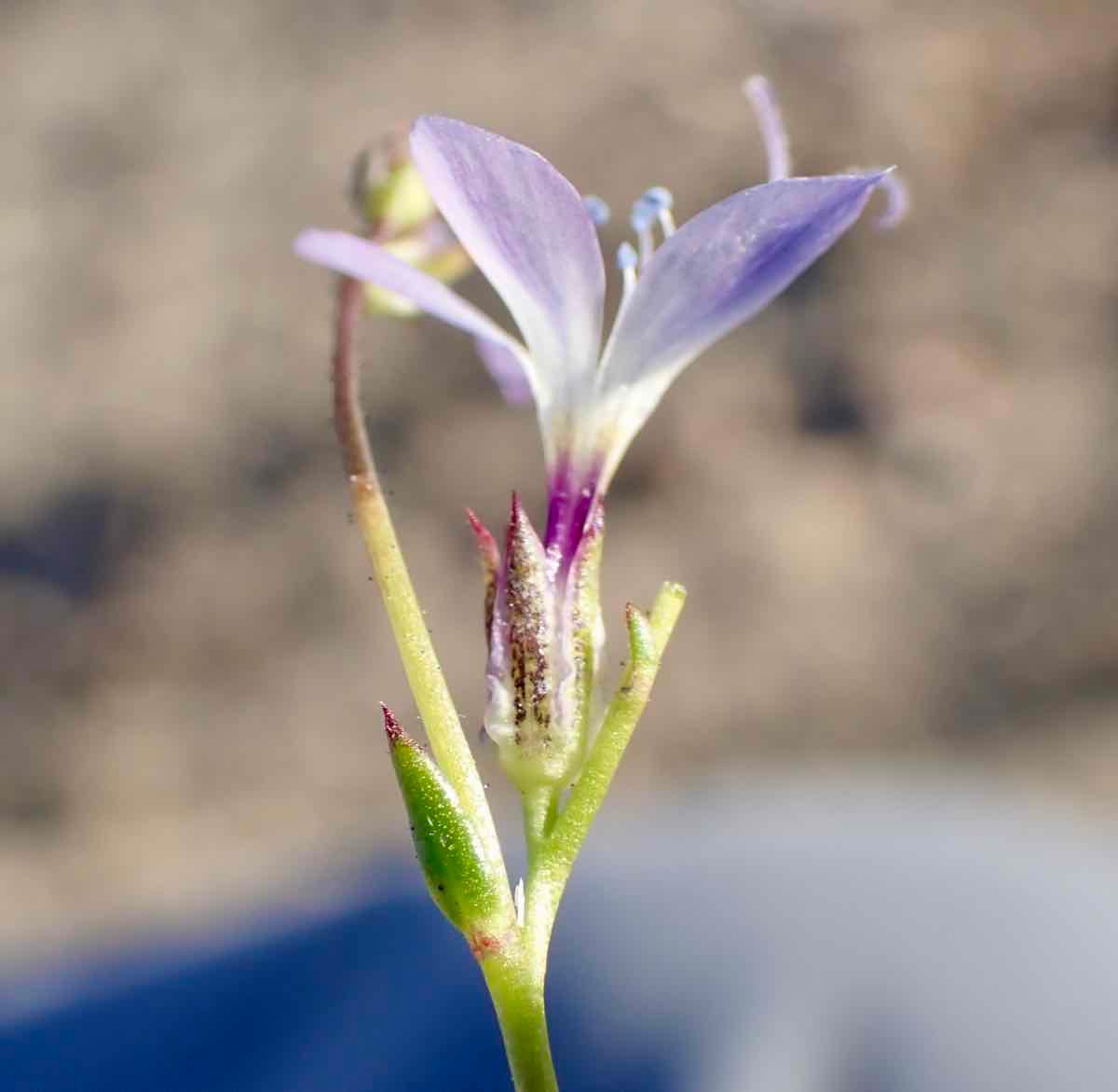 Gilia aliquanta ssp. aliquanta