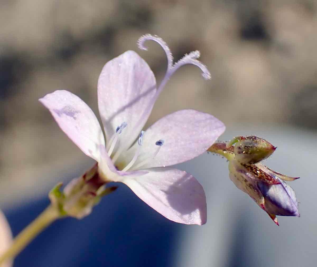 Gilia aliquanta ssp. aliquanta