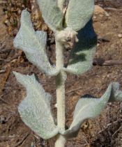 Asclepias californica ssp. greenei