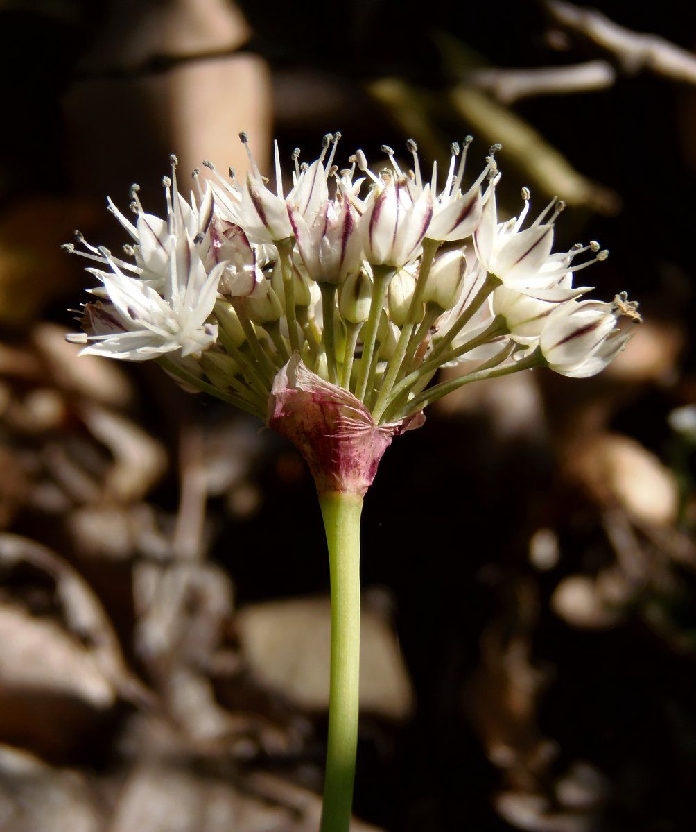 Allium haematochiton