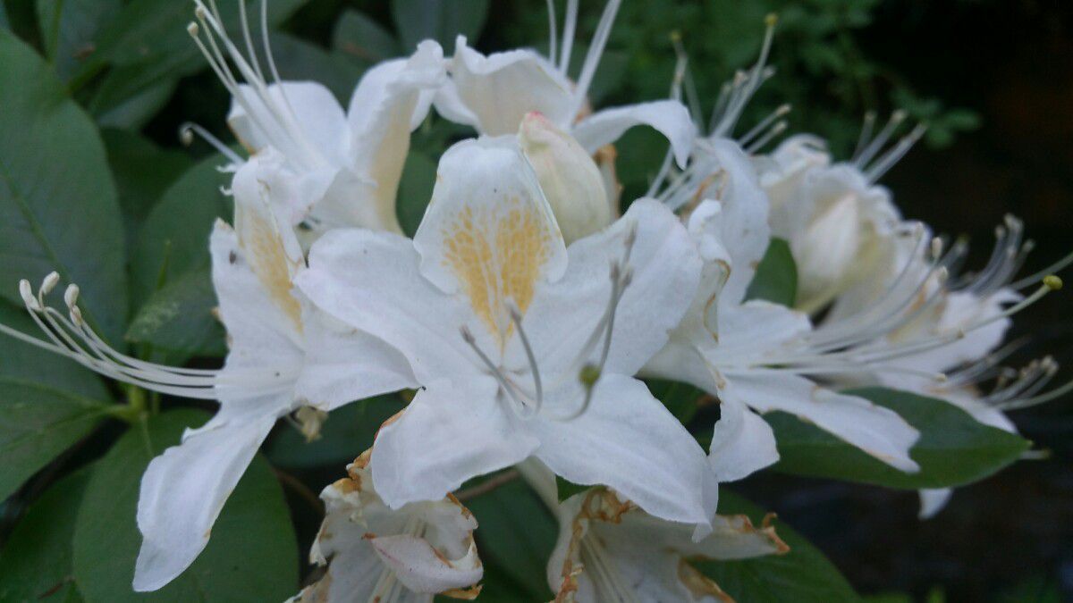 Rhododendron occidentale var. occidentale