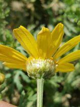 Chrysanthemum coronarium
