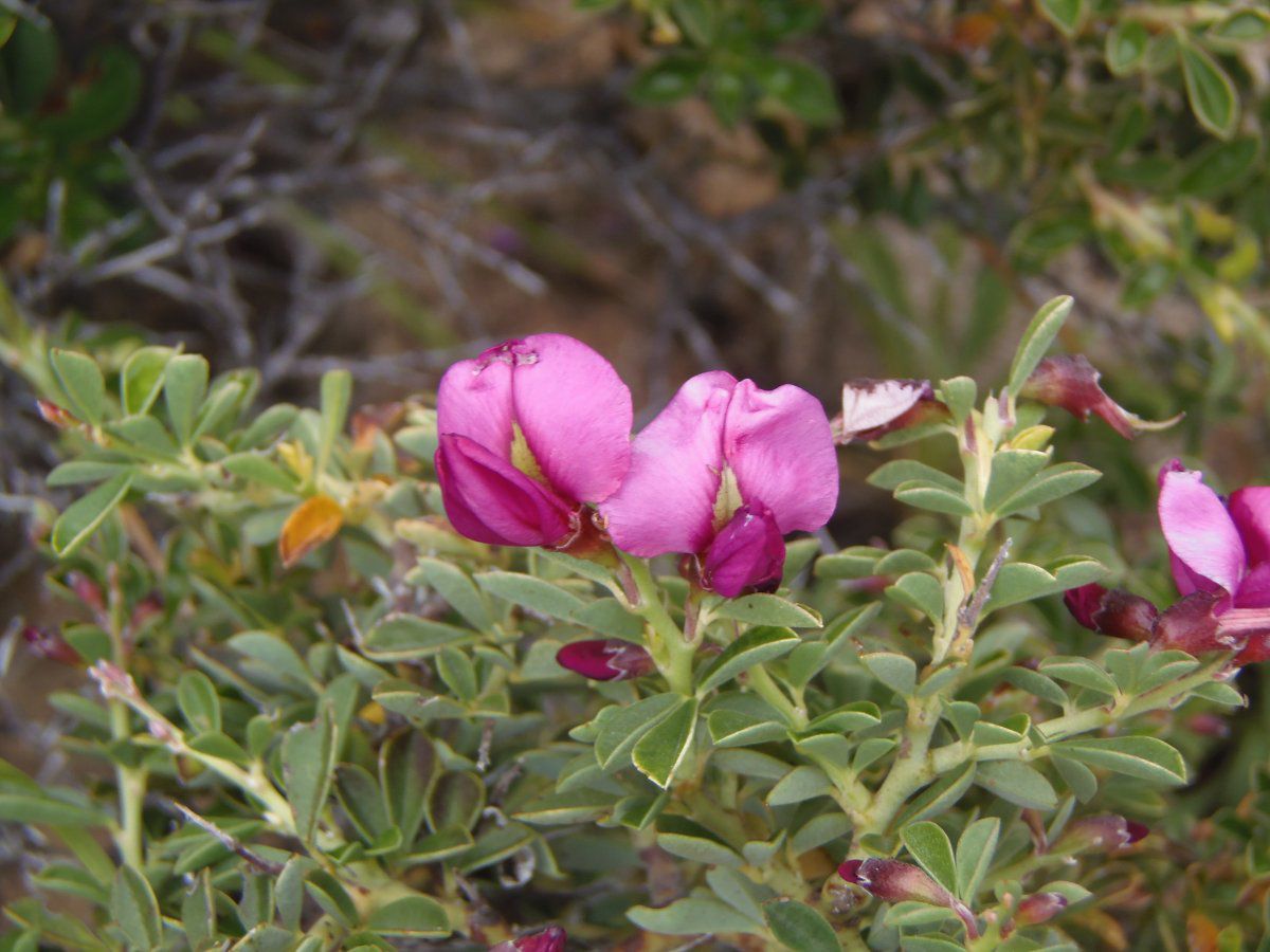 Pickeringia montana var. tomentosa