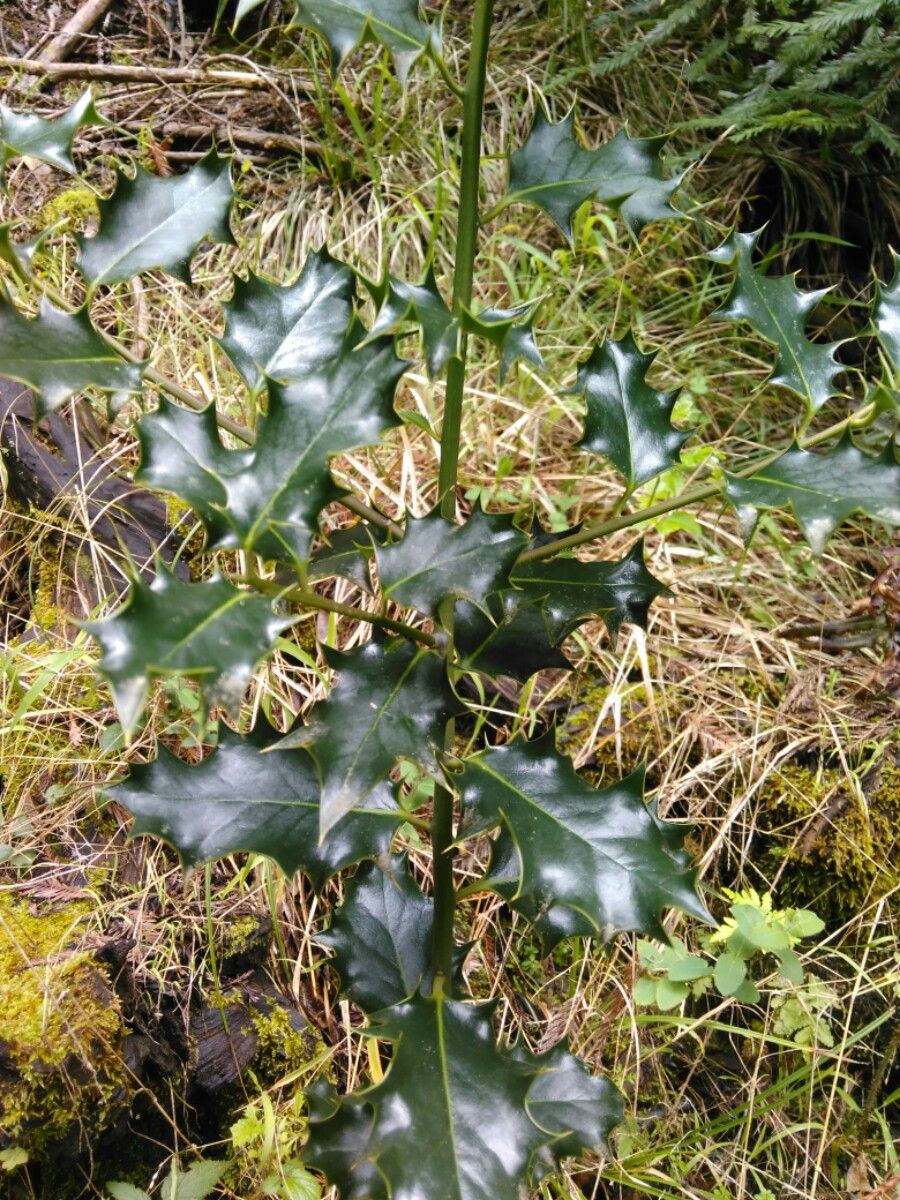 Ilex aquifolium