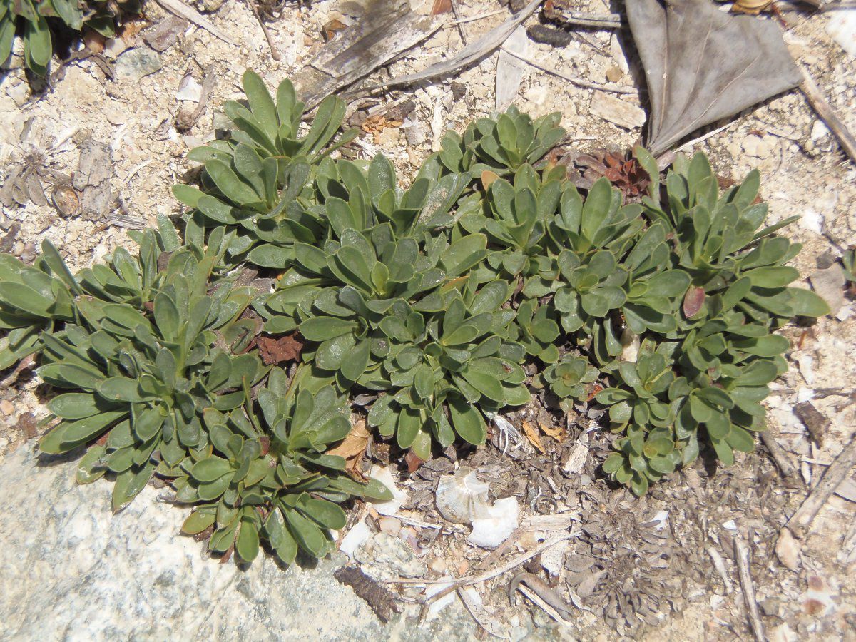 Limonium ramosissimum ssp. provinciale