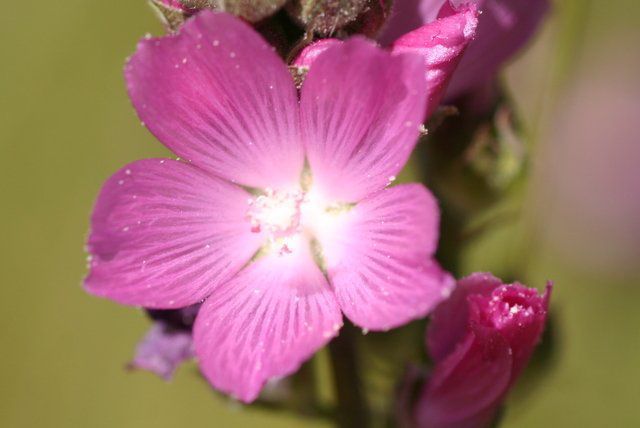 Sidalcea oregana ssp. valida
