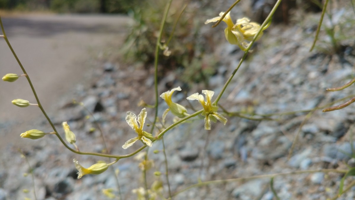 Streptanthus glandulosus ssp. sonomensis