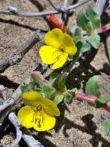 Camissonia cheiranthifolia