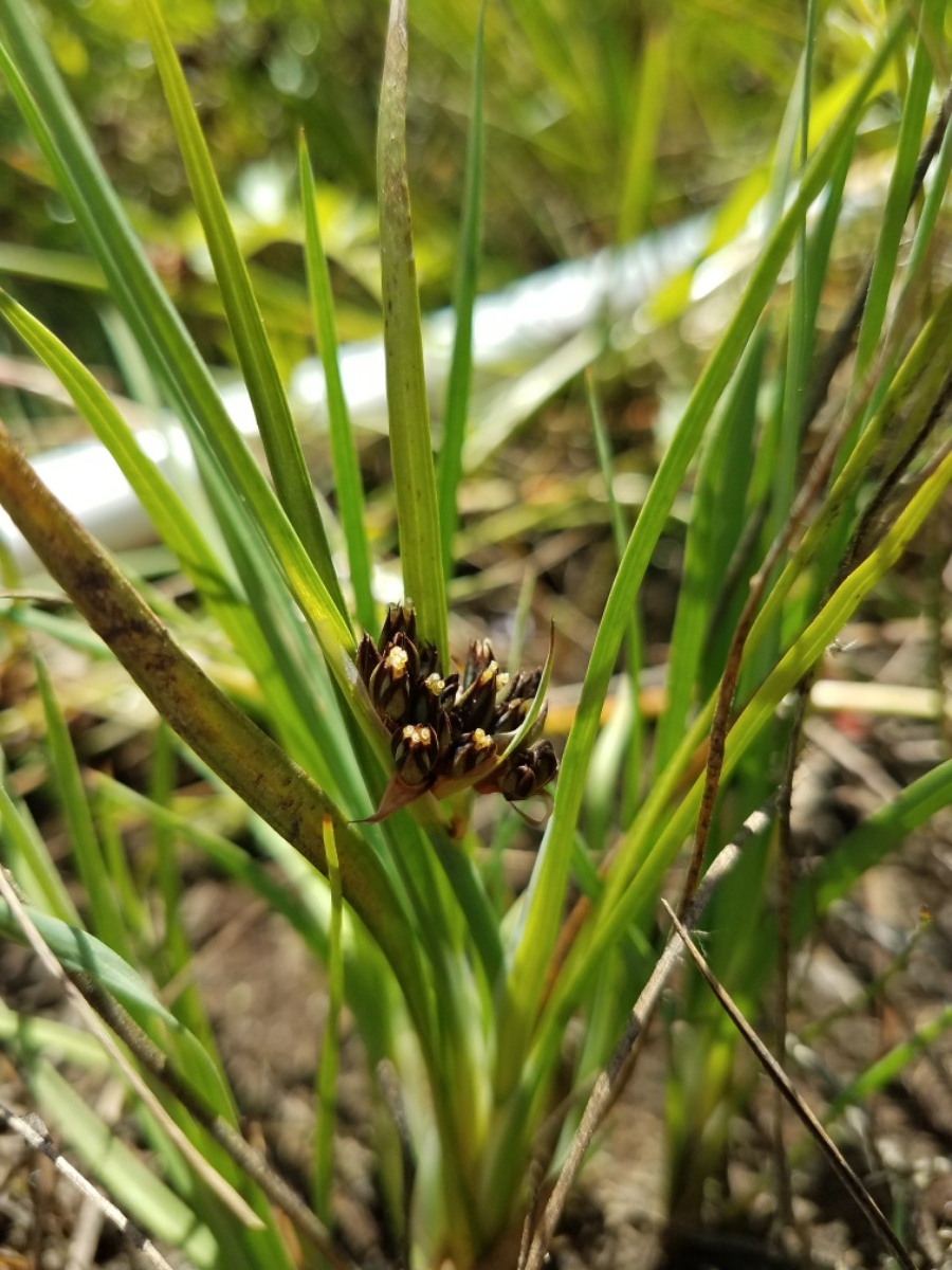 Juncus falcatus ssp. sitchensis