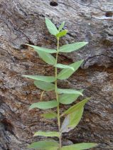 Pycnanthemum californicum