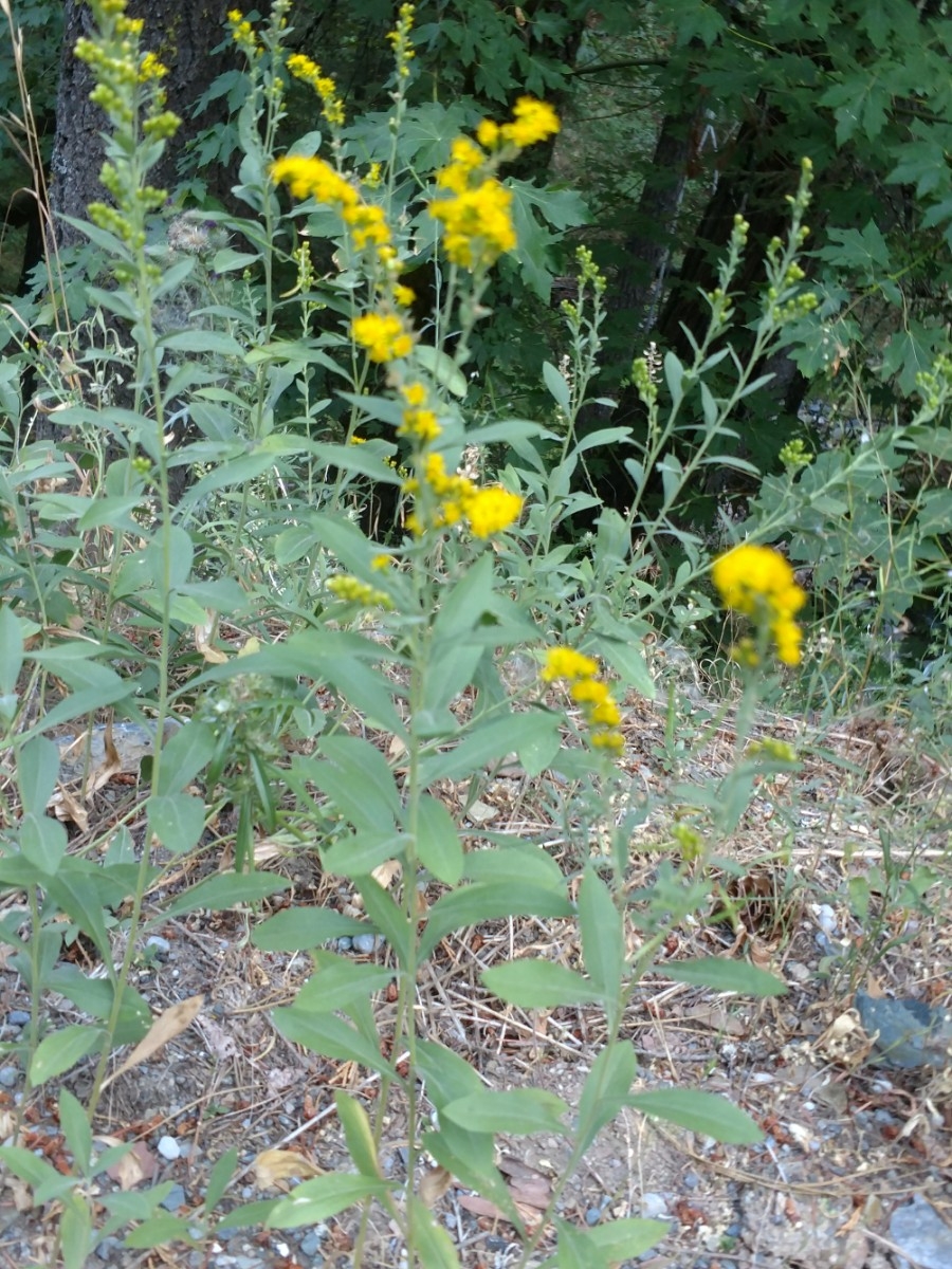 Solidago velutina ssp. sparsiflora