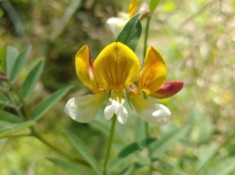 Lotus oblongifolius