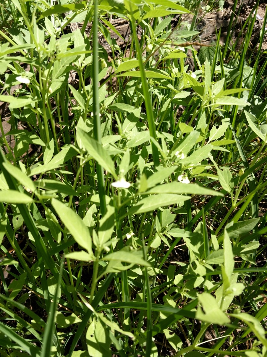 Physalis lanceifolia