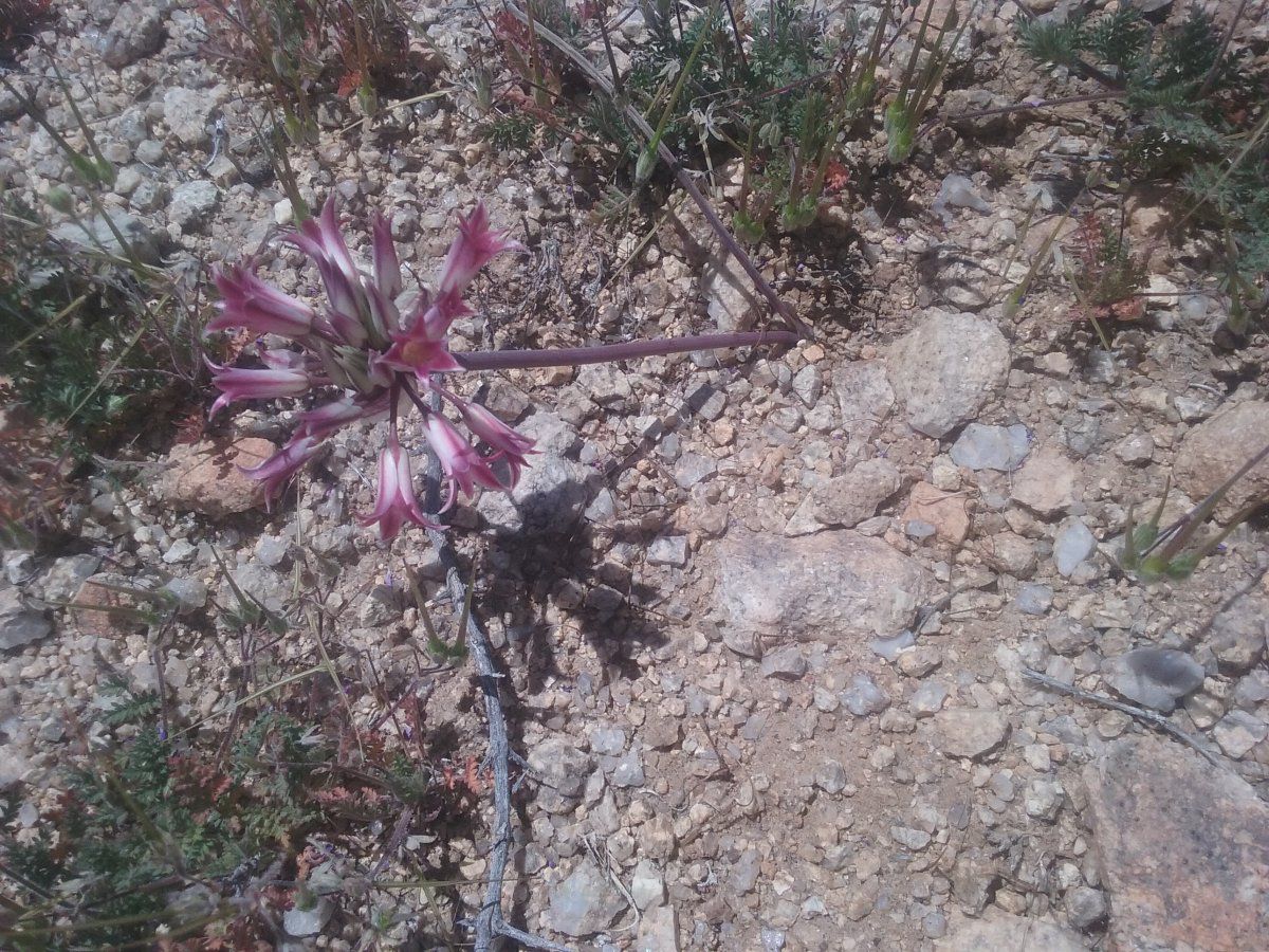 Allium parishii