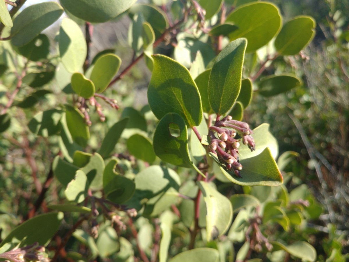 Arctostaphylos manzanita ssp. roofii