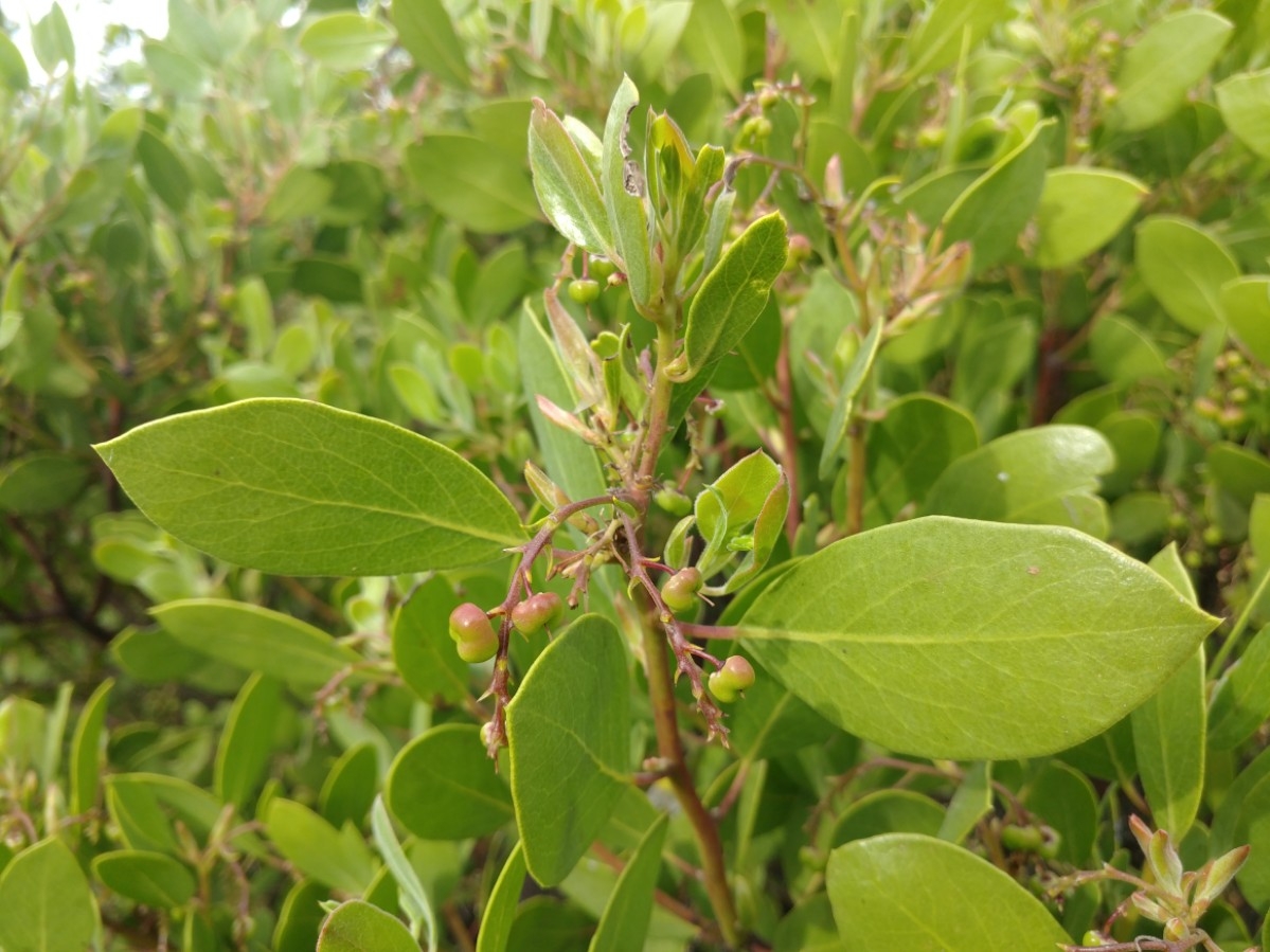Arctostaphylos stanfordiana ssp. raichei