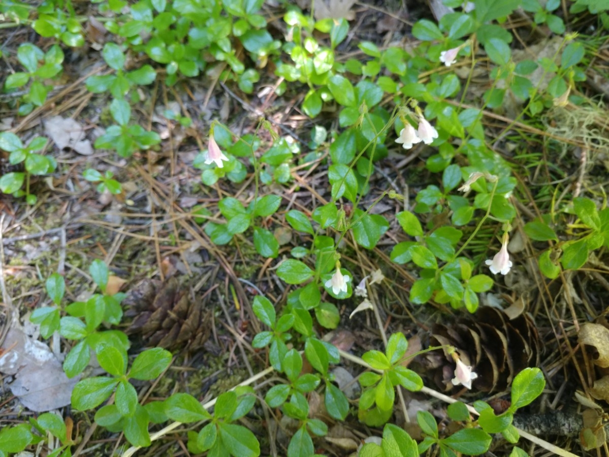 Linnaea borealis var. longiflora
