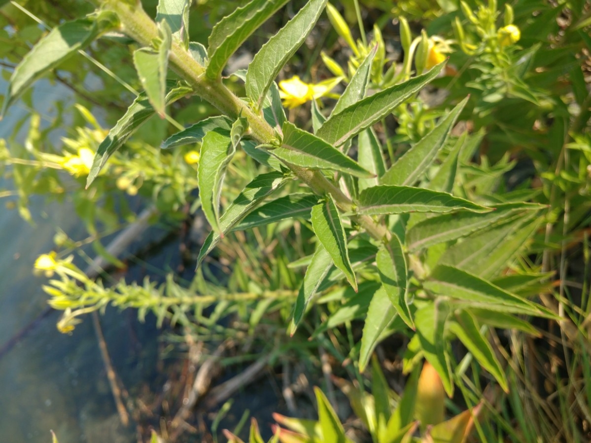 Oenothera elata ssp. hirsutissima