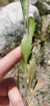 Lepidium virginicum