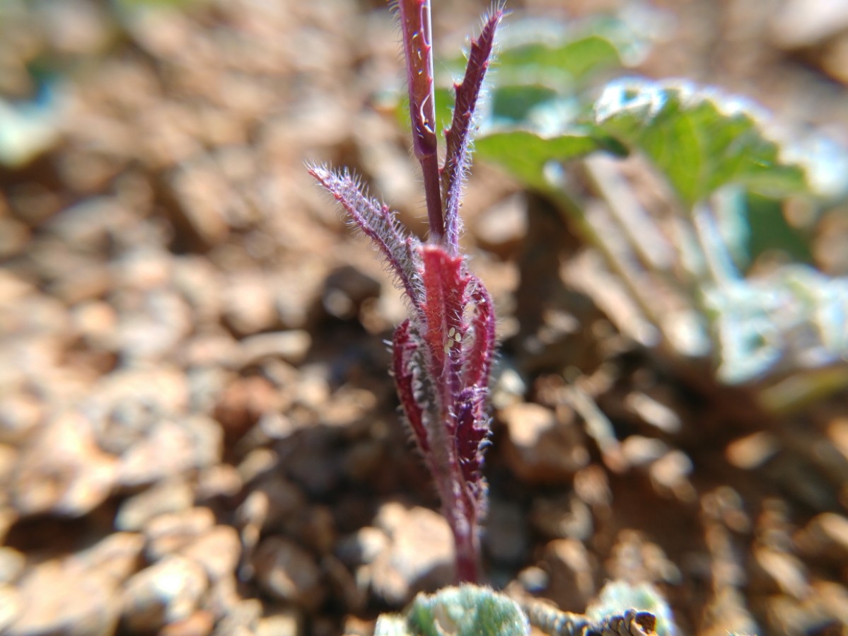 Streptanthus glandulosus ssp. hoffmanii