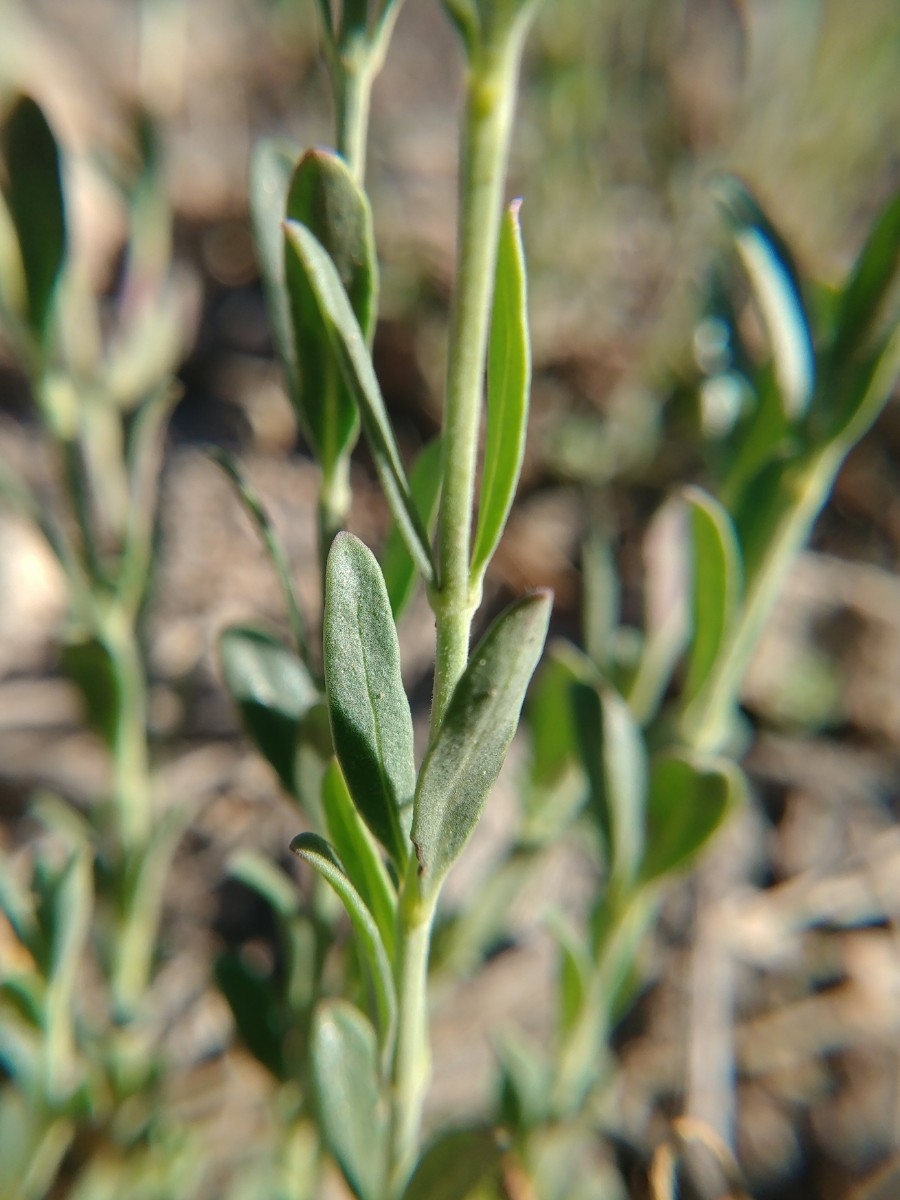 Monardella linoides ssp. erecta