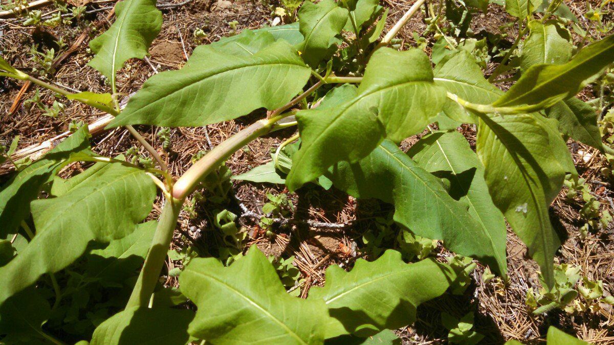 Aconogonon phytolaccifolium