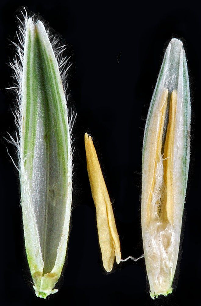 Elymus lanceolatus