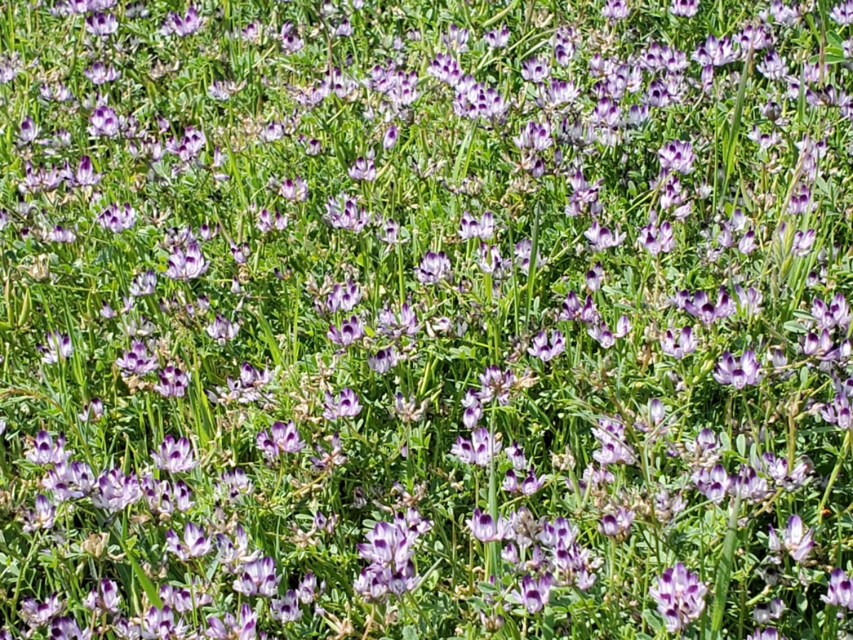 Astragalus rattanii var. jepsonianus