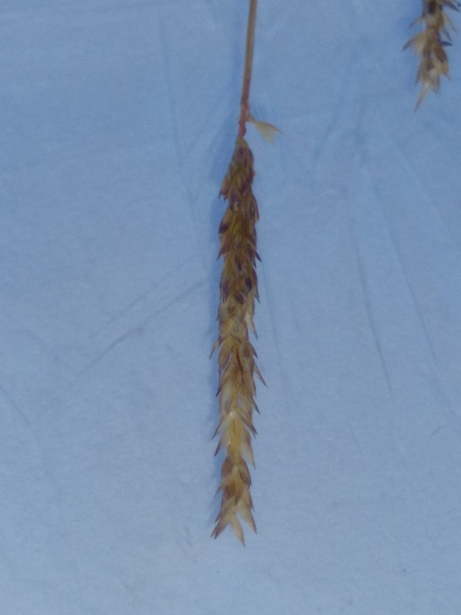 Agrostis lacuna-vernalis